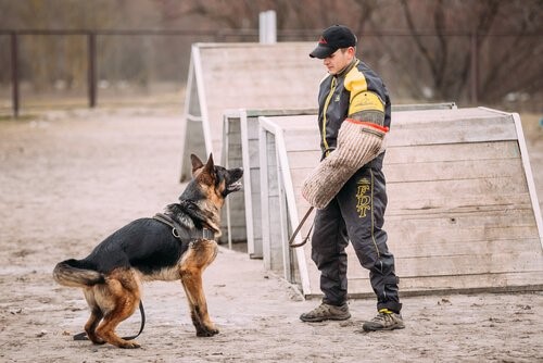 Der deutsche Schäferhund - Schäferhund beim Training