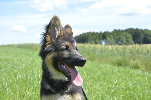 Der deutsche Schäferhund - Schäferhund im Freien
