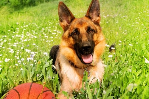 Der deutsche Schäferhund - Schäferhund spielt mit Ball