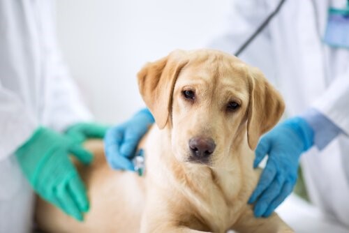Die läufige Hündin - Hund beim Arzt