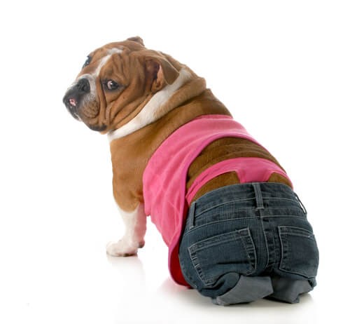 Die läufige Hündin - Hund in Jeans