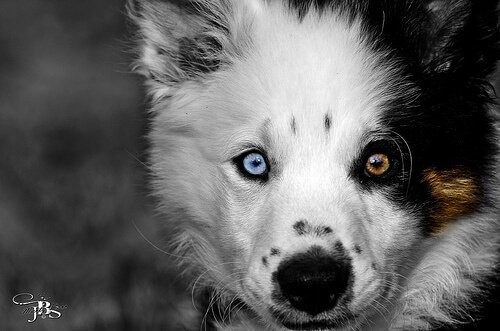 Dinge die dein Hund nicht mag - Hund mit blau-braunen Augen