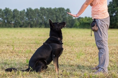 Dinge die dein Hund nicht mag - Hundetraining