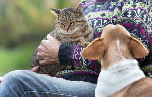 Eifersucht zwischen Hund und Katze