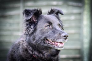 Dein Hund ist aggressiv? So beruhigst du ihn!