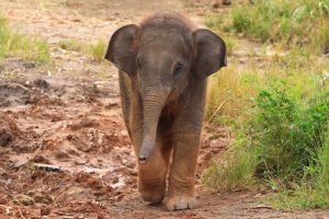Frau rettet und adoptiert Elefantenbaby