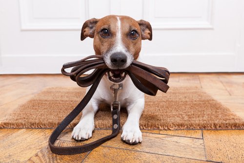 Frühsterilisation von Hunden