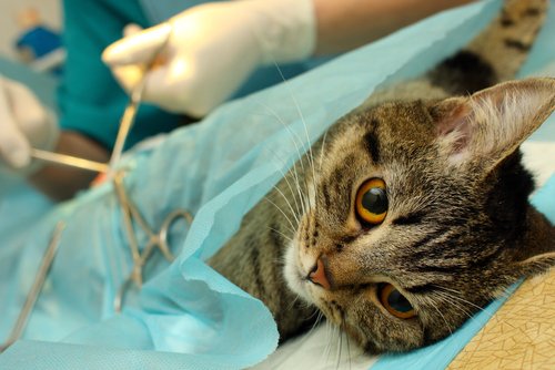 Frühsterilisation von Katzen