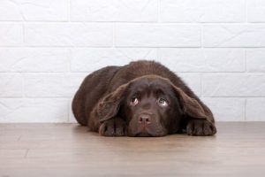 6 Gründe, warum du deinen Hund nicht bestrafen solltest