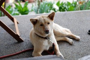 Haustiere: erste Hilfe bei Vergiftungen