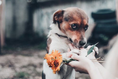 Hund hat Angst vor Feuerwerk