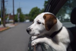 Hundediebstahl verhindern - 10 Tipps für Hundehalter