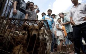  Hundefleisch-Festival in China