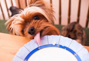 Rezept für Hunde: Frozen Yogurt und Erdnussbutter-Pralinen