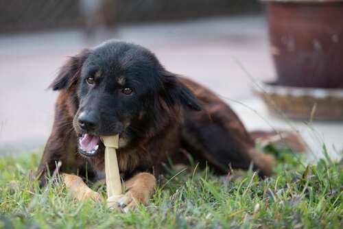 Welche Knochen darf ich meinem Hund geben?