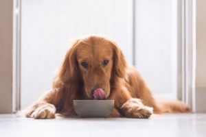 Premium-Futter für Hund