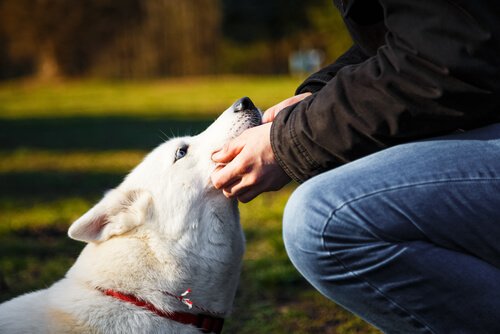 Tasthaare ermöglichen Hunden die Wahrnehmung ihrer Umwelt