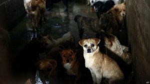 Tierschutzorganisationen versuchen Hundefleisch-Festival in China zu verhindern