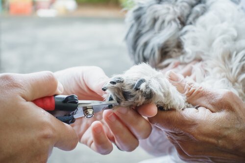 Pfotenpflege: Tipps zum Krallen schneiden beim Hund