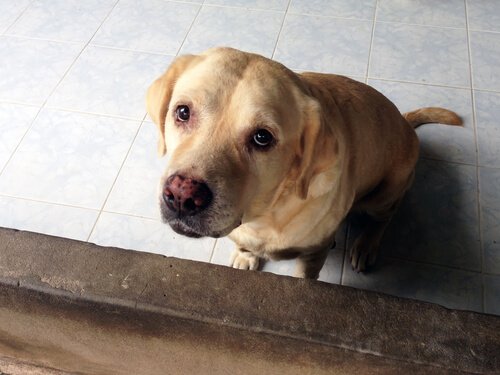 Warum man Hunde nicht bestrafen sollte