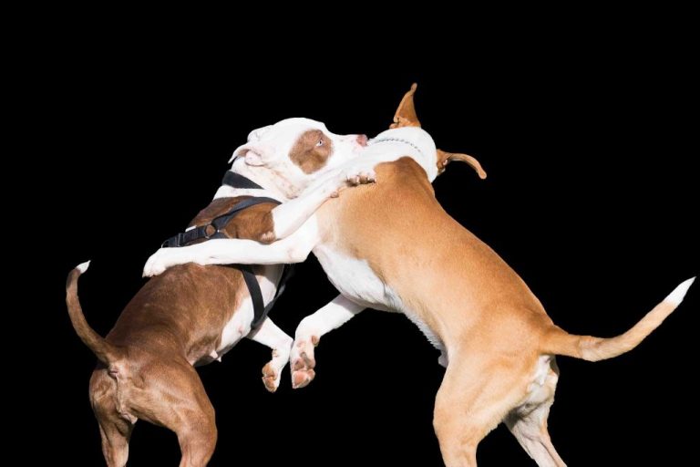 Tier Raufen Was tun, wenn Hunde raufen? - Deine Tiere