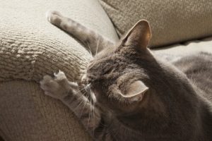 Was tun, wenn die Katze alles zerkratzt?