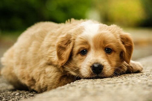Wie geht man mit einem misshandelten Hund um?