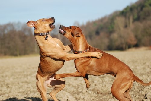 Wie verhält sich ein dominanter Hund? Wie verhält sich ein dominanter Hund?