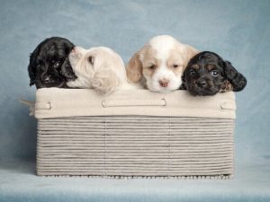 Wie wähle ich den besten Hundenamen?