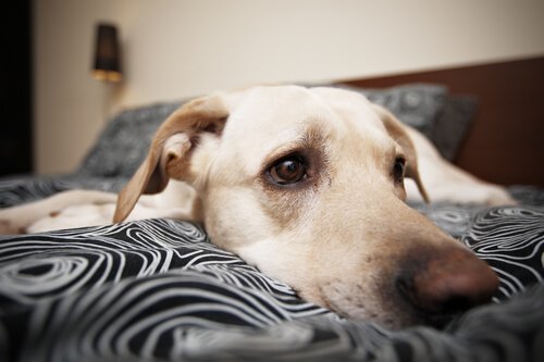Wir sollten Hunde nicht bestrafen