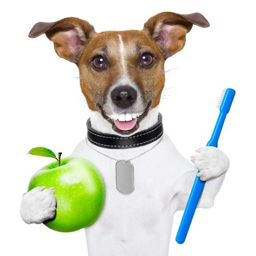 Zahnpflege bei Hunden - Hund mit Zahnbürste und Apfel