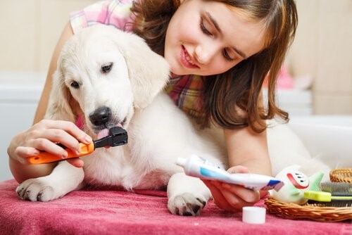 Zahnpflege bei Hunden - Mädchen putzt Hund Zähne
