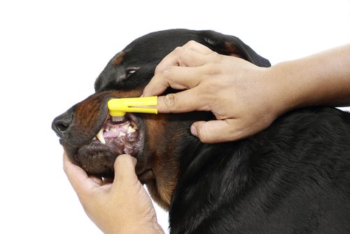 Zahnpflege beim Hund – so machst du es richtig!