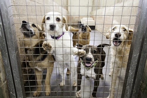 Zeuge von Tierquälerei - Hunde im Tierheim