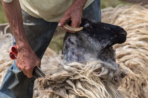 Zeuge von Tierquälerei - Schaf wird geschert