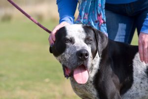 Ziehen an der Leine: gesundheitliche Schäden für den Hund