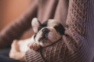 Zu große Abhängigkeit des Hundes verhindern