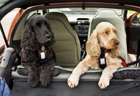 Autofahrt mit Hund: Sicherheitsgurt nicht vergessen!