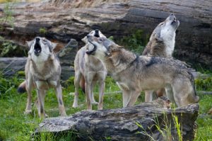 Verhalten eines Wolfsrudels