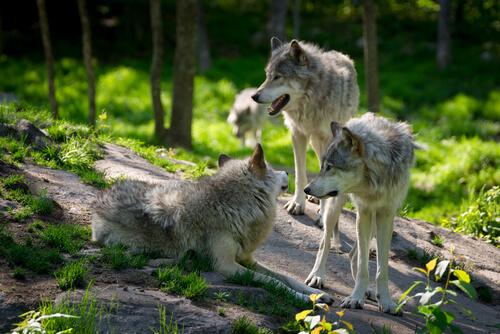 Bild eines Wolfsrudels