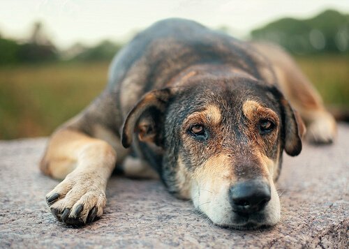 Mitleid mit einem misshandelten Hund