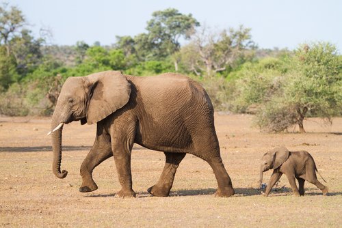 Elefant und Elefantenbaby
