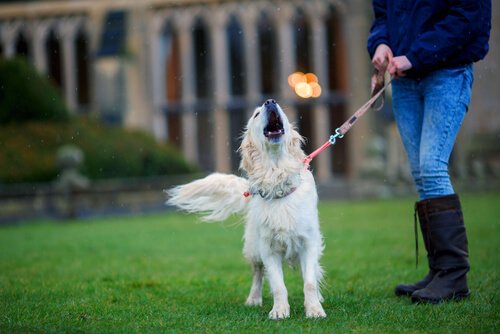 Warum heulen Hunde?