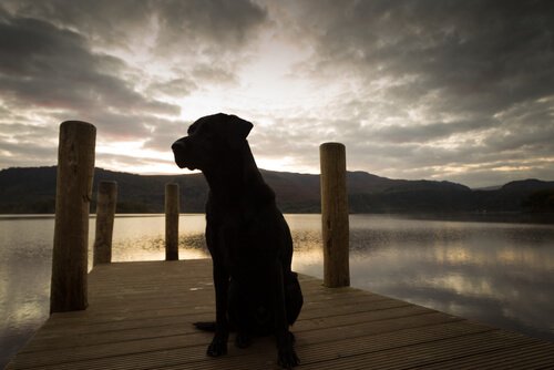 Hund am Abend vor See