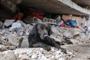 Erdbeben in Ecuador: Hund möchte sein Haus nicht verlassen