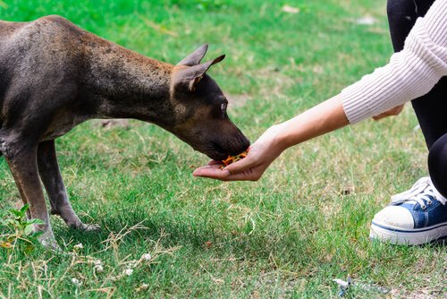 Hund belohnen oder bestrafen