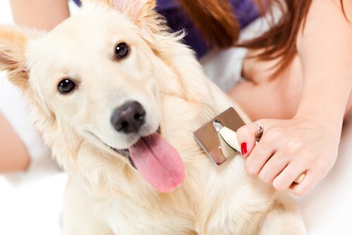 Hund bürsten und Hundehaare beseitigen