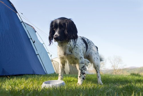 Hund hat Durchfall