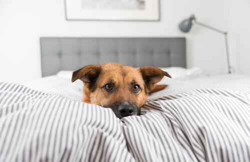 Hund im Bett - übermäßige Behütung ist schädlich