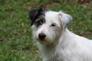 Was möchte ein Hund durch Zeichen der Ruhe mitteilen?